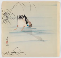 Tauchende Stockente, ca. 1910